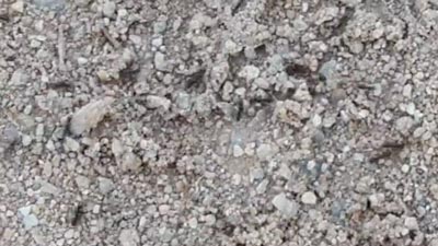 Ants thumbnail image